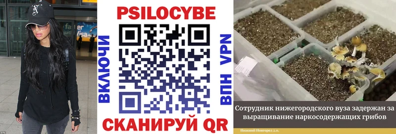 Купить закладки  Жуковский  Псилоцибиновые грибы MAGIC MUSHROOMS 